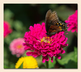 Spicebush Swallowtail on a Zinnia