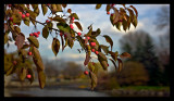 fall leaves