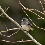 Dark-Eyed Junco