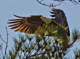 Air Brakes
