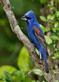 Blue Grosbeak