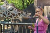 Olivia feeding the Reticulated Giraffe, Bahatiki