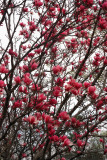JAPANESE MAGNOLIA