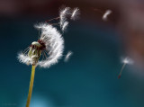 SEEDS