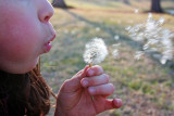 BLOWING HARD