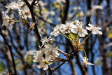 BRADFORD PEAR BLOSSOMS