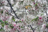 BUTTERFLY AND BLOSSOMS