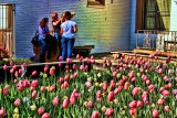 PHOTOGRAPHER AND TULIPS