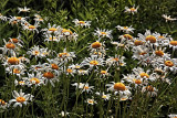 DAISIES