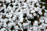 PHLOX