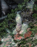 FILM/MOVIE TITLES - THE OWL AND THE PUSSYCAT