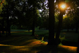 SUN REFLECTING ON THE GROUND AND THROUGH THE TREE