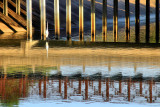 TRANSITION IN REFLECTIONS