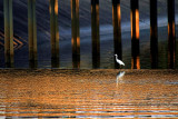 SNOWY EGRET ON THE EDGE