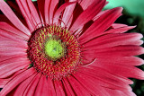 GERBER DAISY - SHAPES AND VALUE