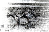 VALUE - PELICANS IN BLACK AND WHITE