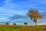 TREES