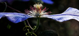 TWO PETALS