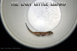 THE LAZY LITTLE LIZARD