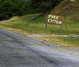 FREE KITTENS - WELL NOT ONCE YOU TAKE THEM HOME