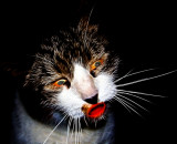 CAT SCRATCH FEVER by Ted Nugent