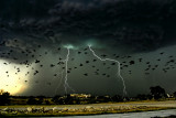 BIRD AND WALKING STORM