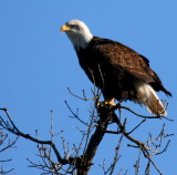 BALD EAGLE AT LAKE HAWKINS