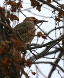 NORTHERN FLICKER
