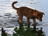 LOOKING FOR A FISH
