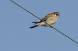 AMERICAN KESTREL