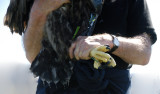 Young White-Tailed Eagle