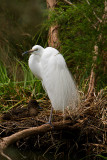 Great Egret