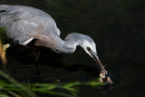 White Faced Heron