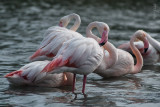 Phoenicopterus Ruber