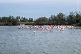 Phoenicopterus Ruber