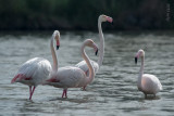 Phoenicopterus Ruber