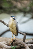 Nycticorax nycticorax