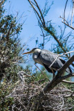 Ardea Cinerea