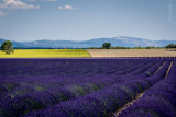 Plateau de Valensole