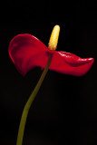 Anthurium