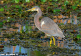 Tricolored Heron In Early Morning LIght