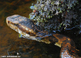 Biedler Forest Cottonmouth