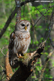 Biedler Forest Barred Owl