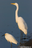Great And Snowy Egrets