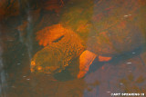 Submerged Snapping Turtle