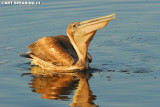 Brown Pelican Feeding