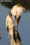 Wood Storks At Huntington Beach State Park