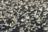 Snow Geese At Middle Creek #39