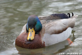 Male Mallard in Pond