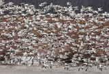 Snow Geese At Middle Creek #12